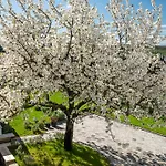 Апартаменты Papoula Vendeghaz Тихань